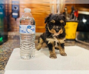 Miniature Australian Shepherd-Poodle (Toy) Mix Puppy for sale in LAWRENCE, KS, USA