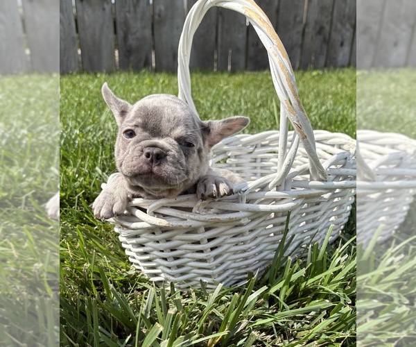 Medium Photo #4 French Bulldog Puppy For Sale in MIDDLEBURY, IN, USA