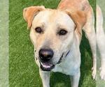 Small #12 Labrador Retriever Mix