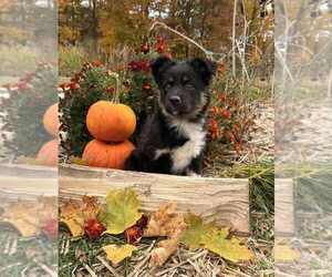 Miniature Australian Shepherd Litter for sale in GLENWOOD, IN, USA