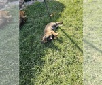 Small Photo #6 German Shepherd Dog Puppy For Sale in MODESTO, CA, USA