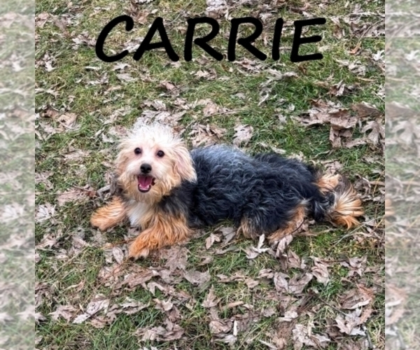 Medium Photo #2 YorkiePoo Puppy For Sale in HARTLAND, MN, USA