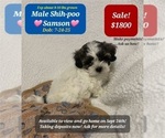 Small #1 Shih-Poo