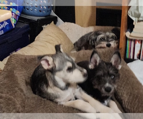 Medium Photo #1 Alusky-Schnauzer (Miniature) Mix Puppy For Sale in MODESTO, CA, USA