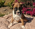 Puppy Gemma Boxer