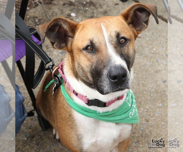 Medium Photo #7 Mutt Puppy For Sale in Washington, DC, USA