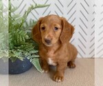 Small Photo #4 Dachshund Puppy For Sale in MIDDLESEX, NY, USA