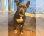 Small #1 American Pit Bull Terrier Mix