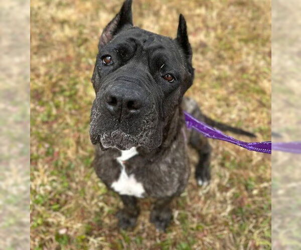 Medium Photo #1 Mutt Puppy For Sale in McKinleyville, CA, USA