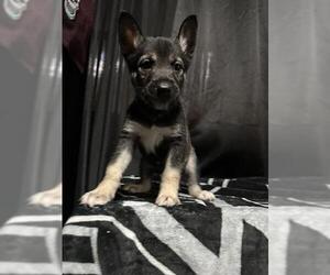 German Shepherd Dog-Unknown Mix Dogs for adoption in San Antonio, TX, USA