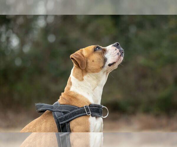 Medium Photo #4 Boxer-Unknown Mix Puppy For Sale in Holly Springs, NC, USA