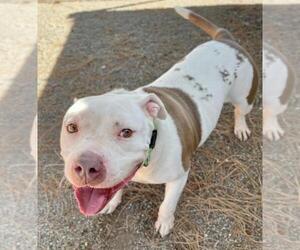 Medium American Pit Bull Terrier