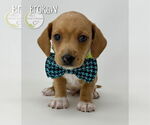 Small #1 Chiweenie