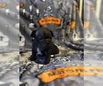 Small #6 French Bulldog