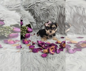 Yorkshire Terrier Puppy for sale in INDIANAPOLIS, IN, USA