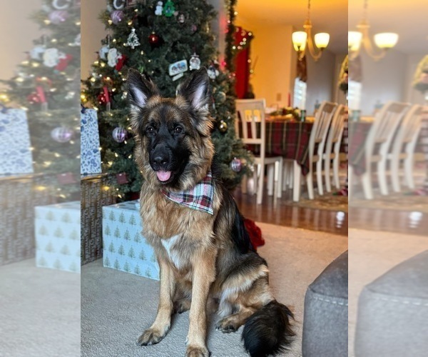 Medium Photo #7 German Shepherd Dog Puppy For Sale in LA FAYETTE, NY, USA