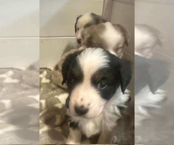 Medium Photo #4 Miniature American Shepherd Puppy For Sale in MARENGO, IA, USA