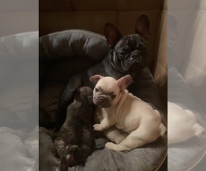 Mother of the French Bulldog puppies born on 12/02/2023