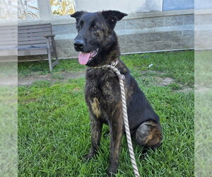 Mutt Dogs for adoption in Long Beach, CA, USA