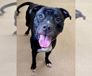 American Pit Bull Terrier Dogs for adoption in Derwood, MD, USA