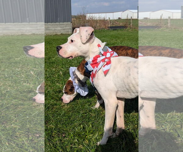 Medium Photo #14 Boxer-Unknown Mix Puppy For Sale in Germantown, OH, USA