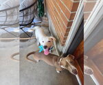 Small #7 Labrador Retriever Mix