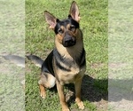 Small Photo #1 German Shepherd Dog Puppy For Sale in CAPE CORAL, FL, USA