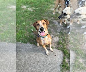 English Foxhound Dogs for adoption in Spring Lake, NC, USA