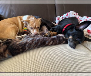 Pink Lonestar* - Female Chihuahua-Unknown Mix Dog for Adoption - Photo #5