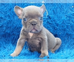 French Bulldog Puppy for sale in BOSTON, MA, USA