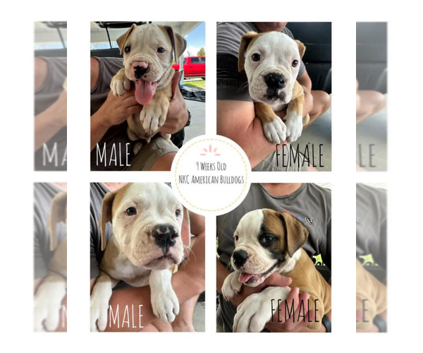 Medium Photo #1 American Bulldog Puppy For Sale in WARNER ROBINS, GA, USA