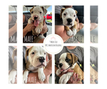 Small American Bulldog