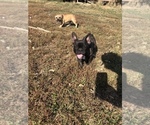 Small Photo #5 French Bulldog Puppy For Sale in SIOUX FALLS, SD, USA