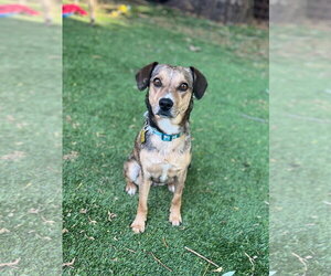 Cheagle Dogs for adoption in Sandy, UT, USA