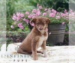 Small #2 Border Collie