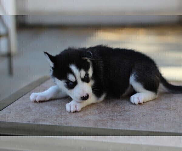 Medium Photo #2 Siberian Husky Puppy For Sale in TRACY, CA, USA
