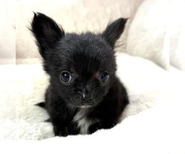 Medium Photo #5 Chihuahua Puppy For Sale in NAPLES, FL, USA