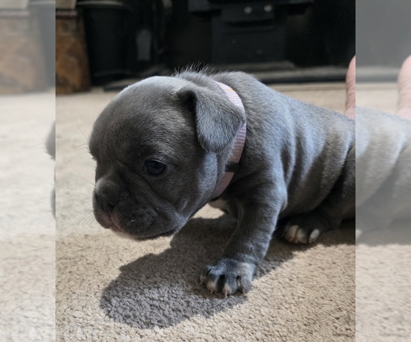 Medium Photo #12 French Bulldog Puppy For Sale in BLANCA, CO, USA