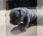 Small #11 French Bulldog