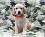 Small Photo #4 Labrador Retriever Puppy For Sale in LAKELAND, FL, USA