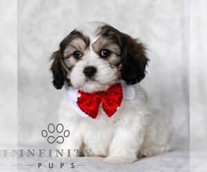 Cavachon Puppy for sale in GORDONVILLE, PA, USA