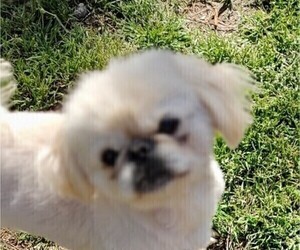 Father of the Pekingese puppies born on 04/08/2020