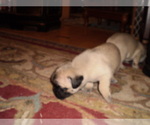 Puppy Princes Leah Pug