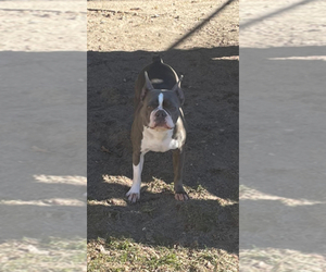 Mother of the Boston Terrier puppies born on 11/08/2024
