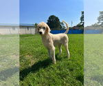 Small Poodle (Standard)