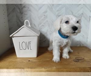 Schnauzer (Miniature) Puppy for Sale in MANSFIELD, Texas USA