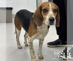 Small #1 Beagle Mix