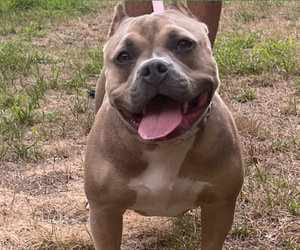 Mother of the American Bully puppies born on 05/25/2023
