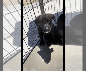 German Shepherd Dog-Great Dane Mix Puppy for sale in PALMDALE, CA, USA
