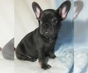 French Bulldog Puppy for sale in MIAMI, FL, USA